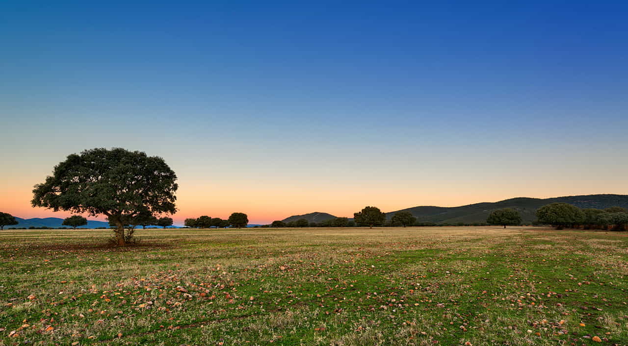 Parque Nacional de Cabañeros